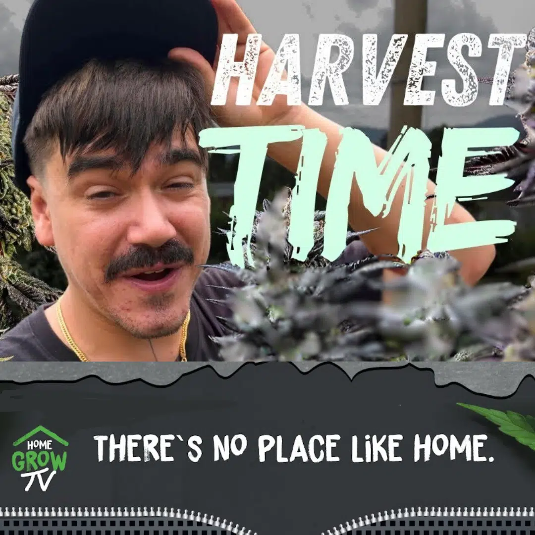 HomeGrowTV