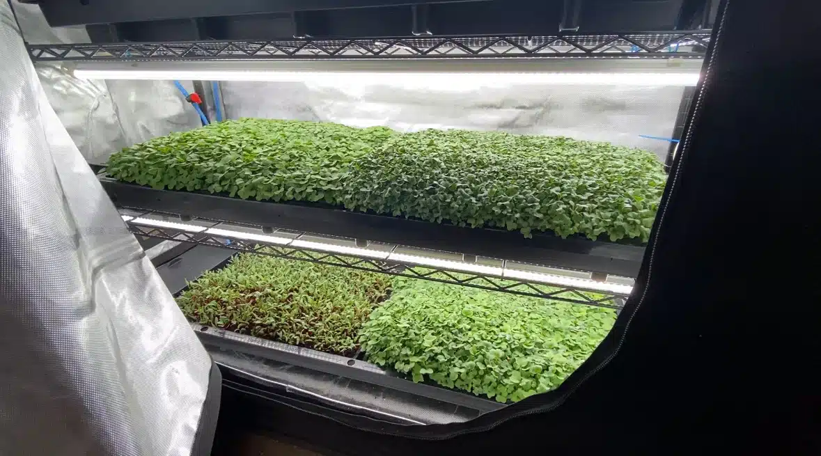 Tray2Grow Microgreens Kit - Image 11