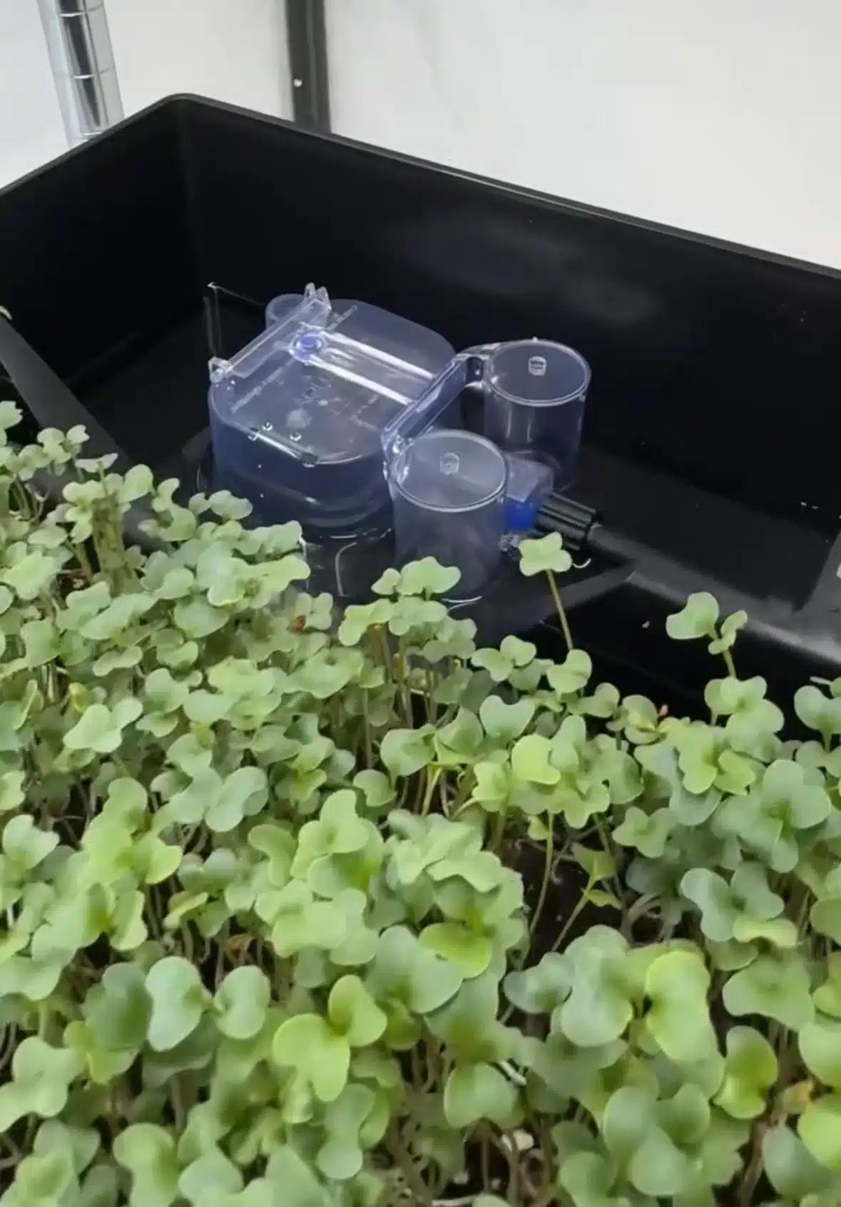 Tray2Grow Microgreens Kit - Image 4