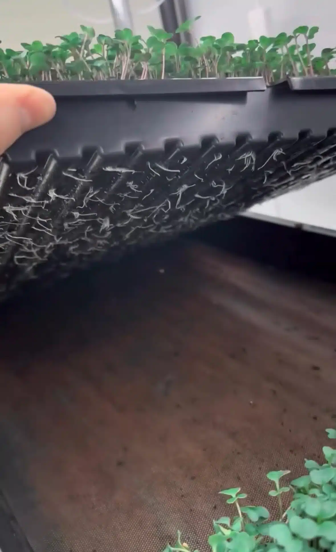 Tray2Grow Microgreens Kit - Image 7