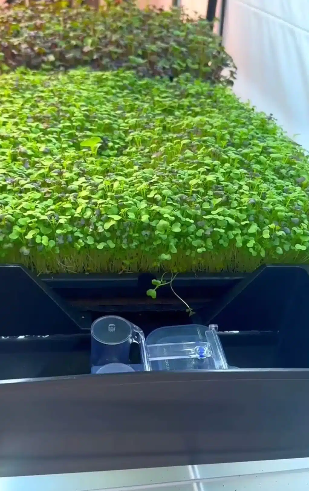 Tray2Grow Microgreens Kit - Image 8