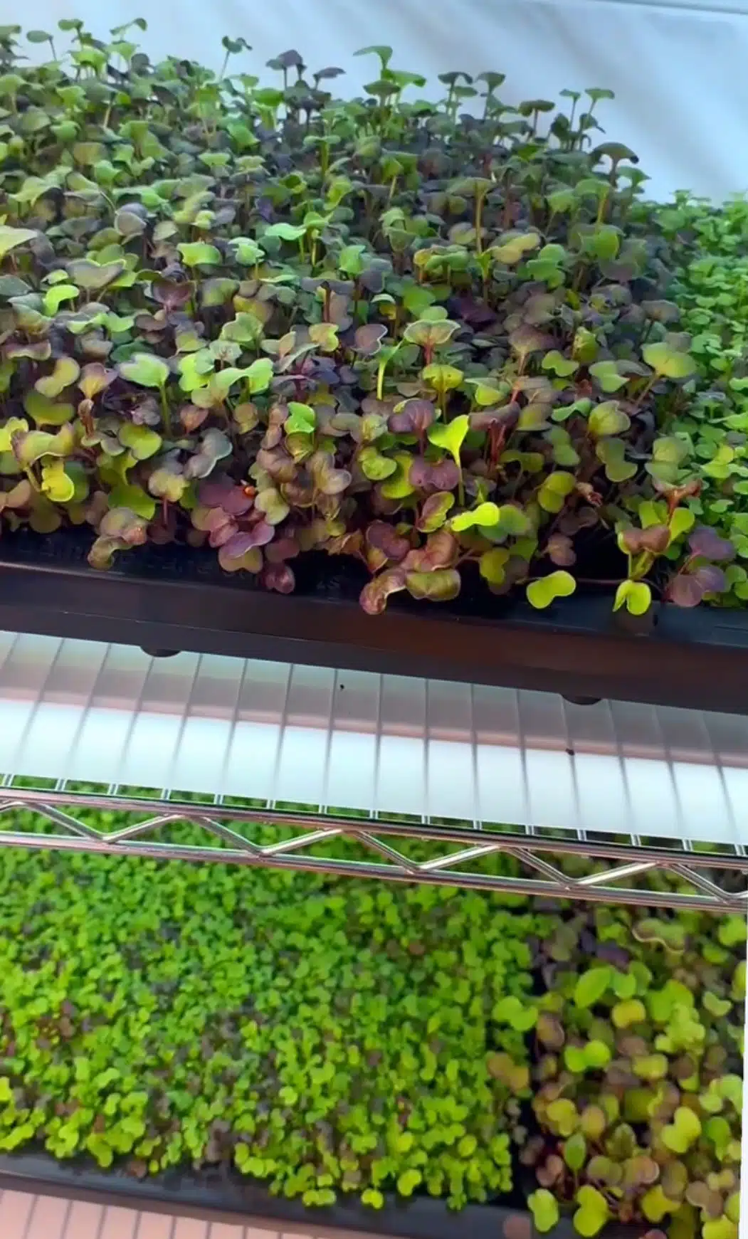 Tray2Grow Microgreens Kit - Image 5