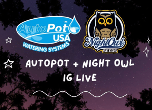 ap night owl ig live