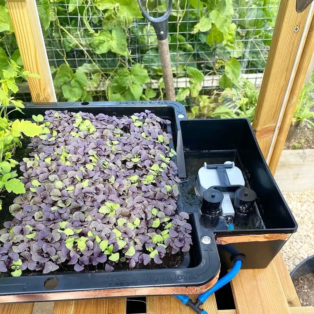 Tray2Grow Microgreens Kit - Image 10